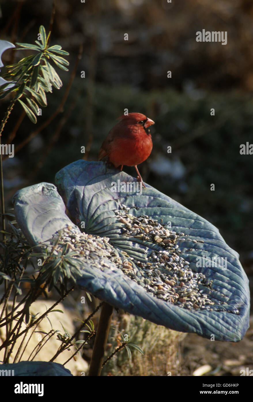 Cast concrete hosta leaf used as bird feeder; with Cardinal Stock Photo