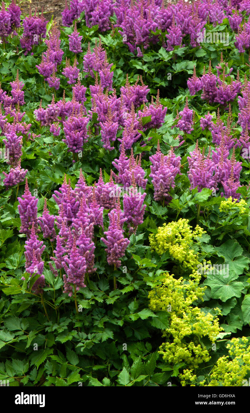 Astilbe chinensis VISIONS Stock Photo