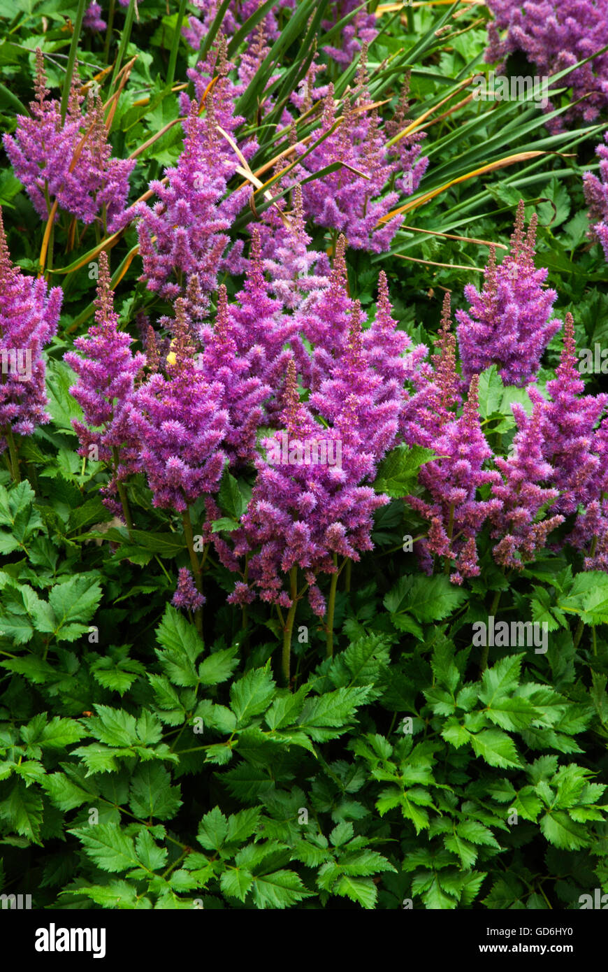 Astilbe chinensis VISIONS Stock Photo