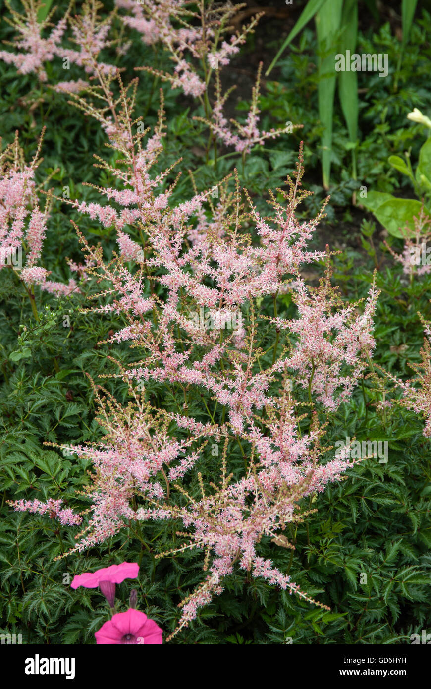 Astilbe Perkeo Stock Photo