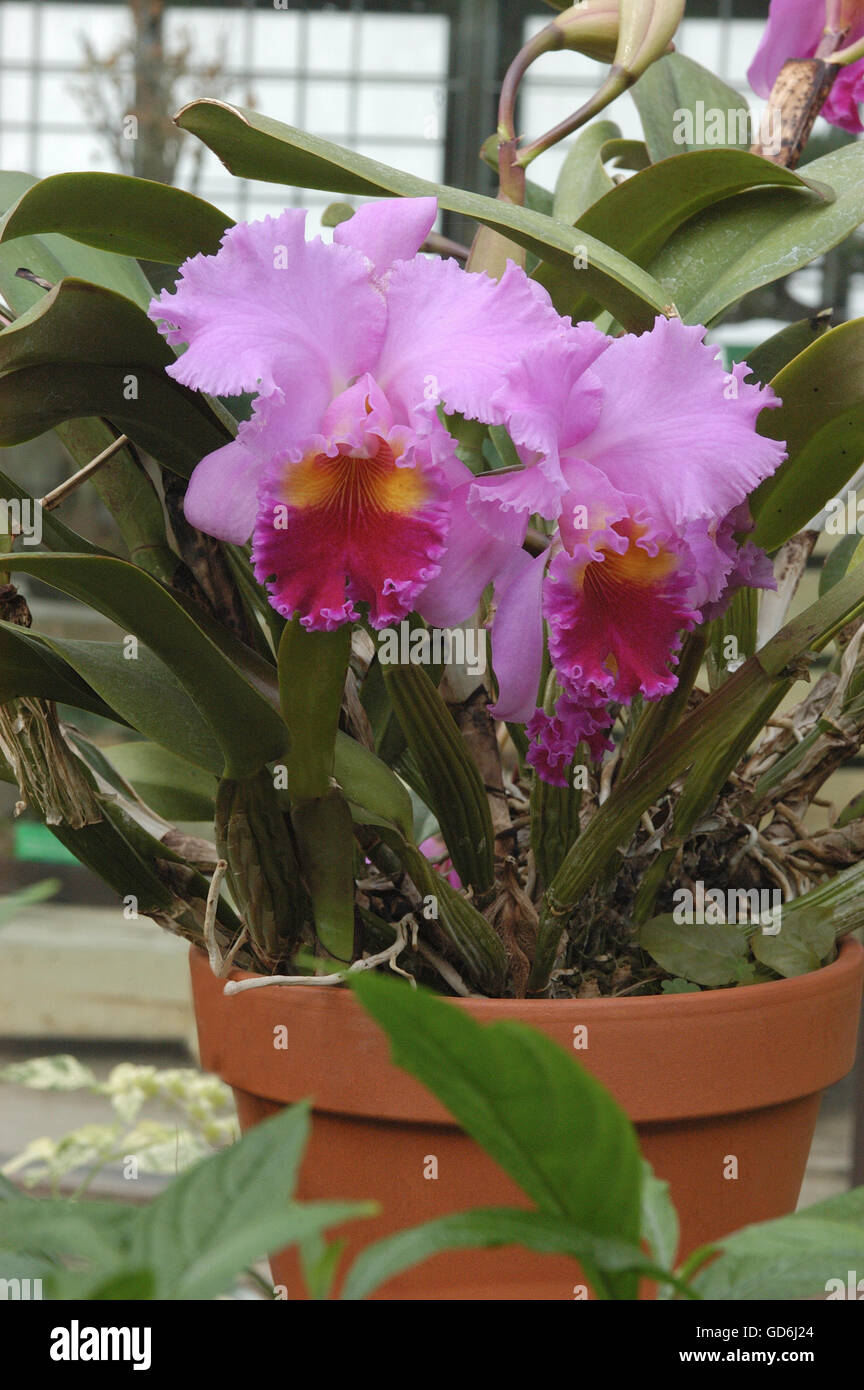 Cattleya Orchid  in terra cotta pot, Stock Photo