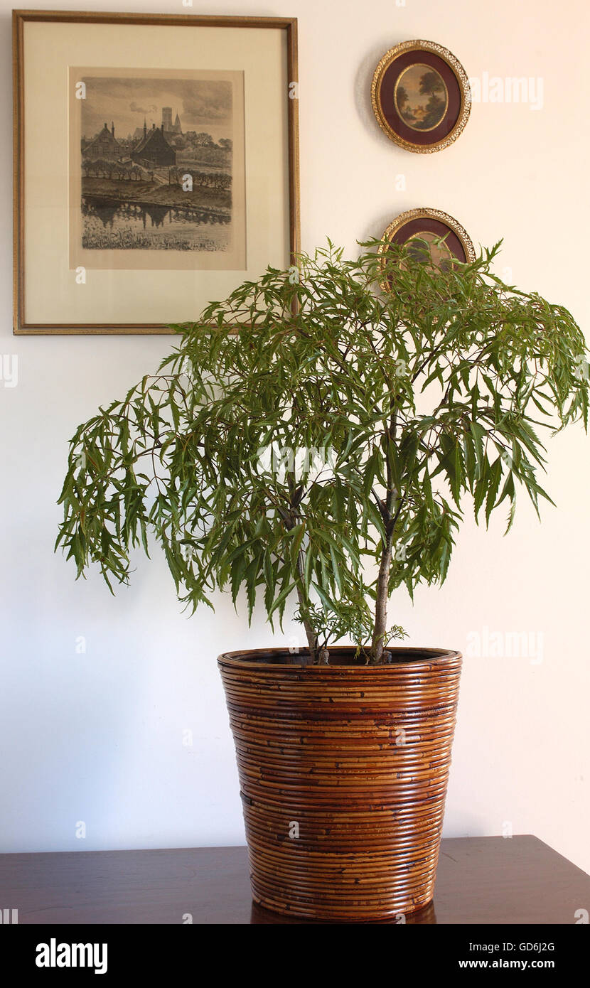 Radermachera sinica in bamboo planter Stock Photo