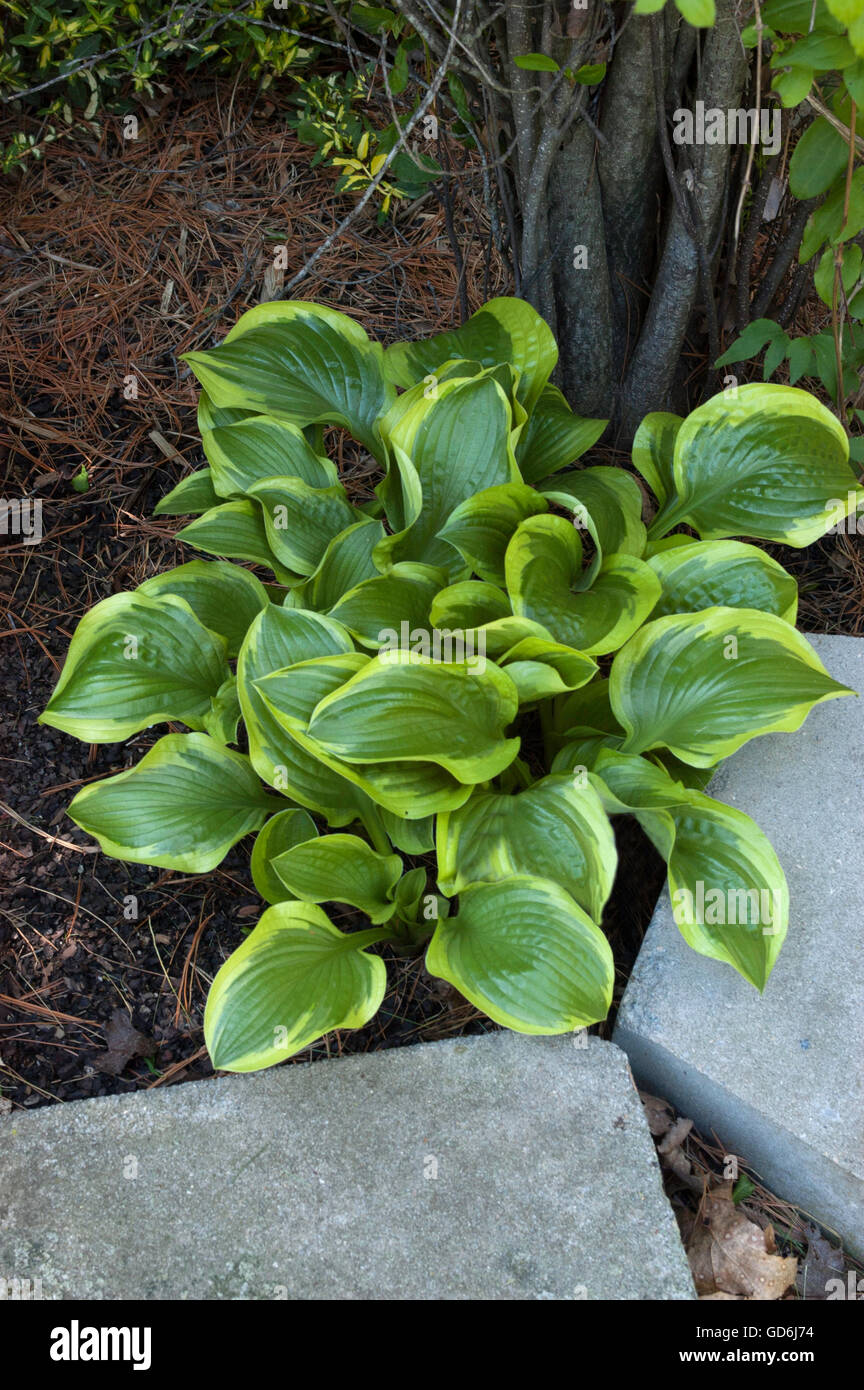 Hosta QUEEN JOSEPHINE Stock Photo - Alamy