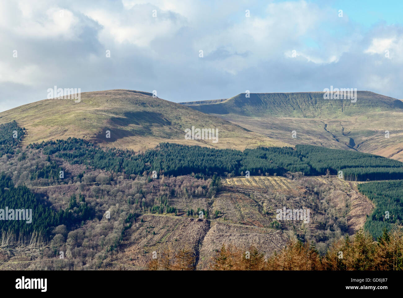 The Brecon Beacons hill of Waun Rydd after infected larch trees have been felled Stock Photo