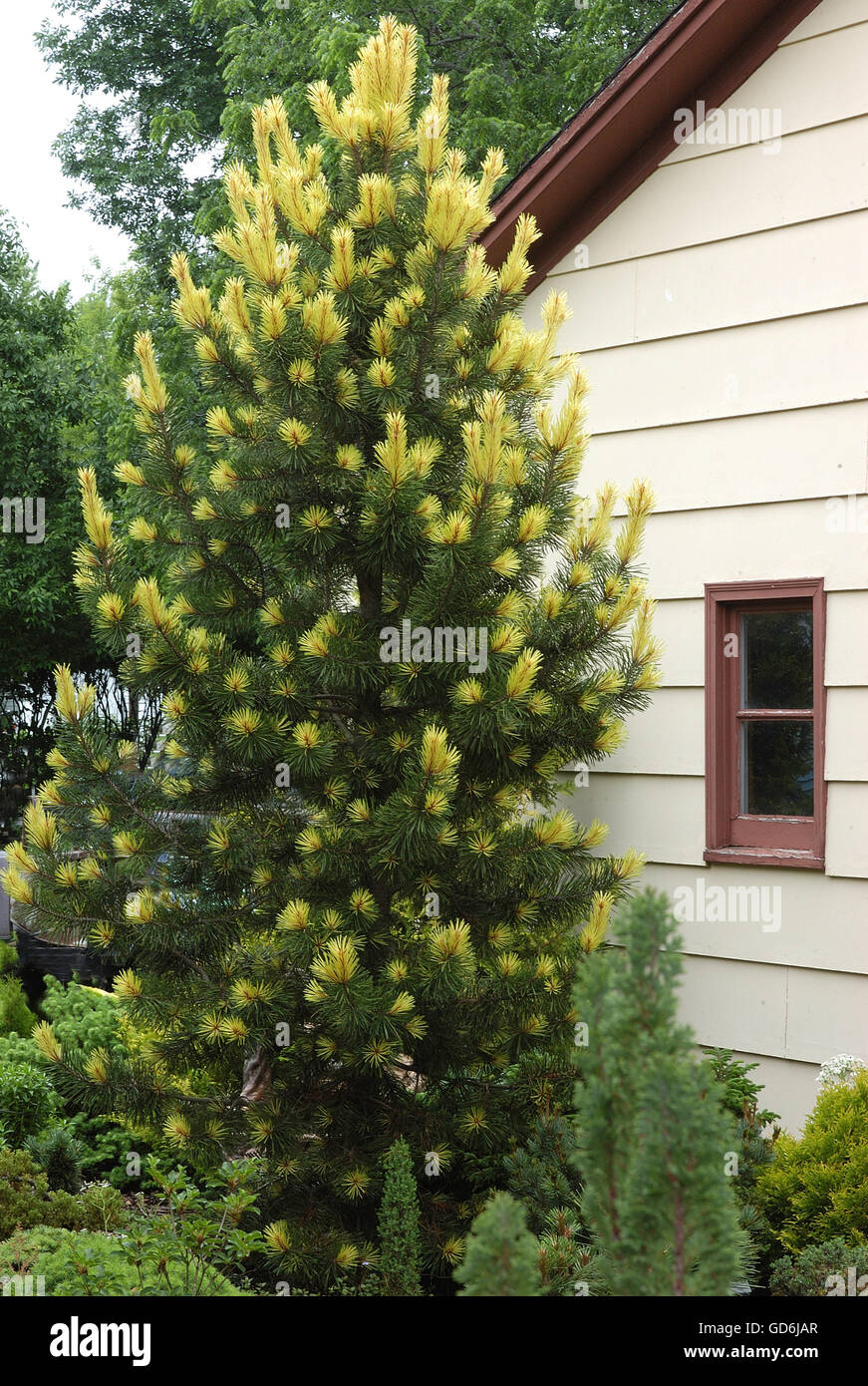 Pine, Pinus Taylors Sunburst Stock Photo - Alamy
