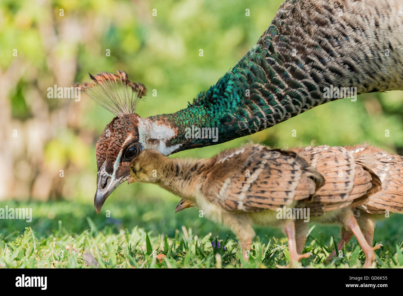 beautiful-female-peacock-and-her-child-at-los-angeles-stock-photo-alamy