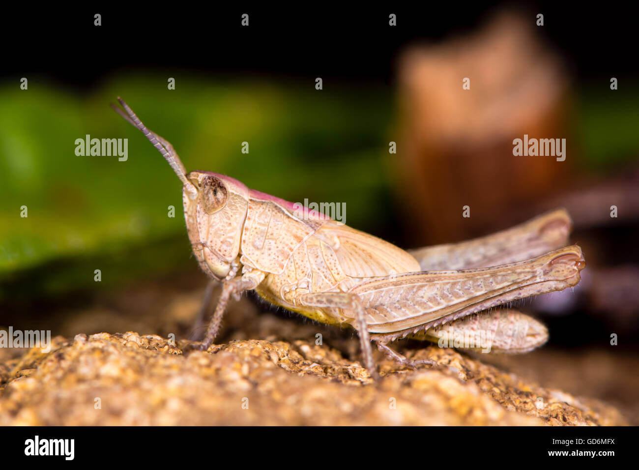 Field grasshopper (Chorthippus brunneus). Short-winged insect in family ...