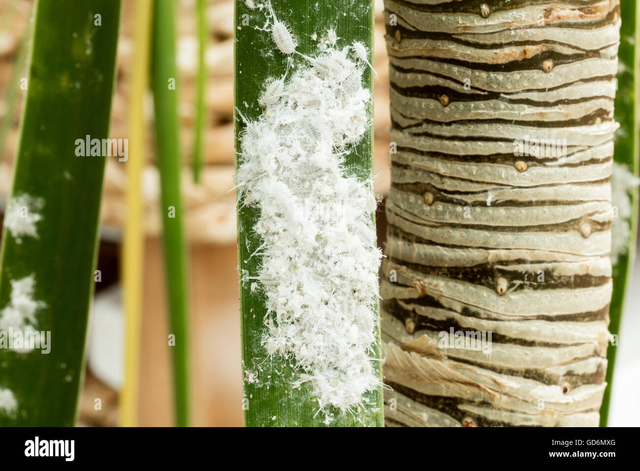Mealybugs (long-tailed pseudococcus) on a palm tree leaf. Stock Photo