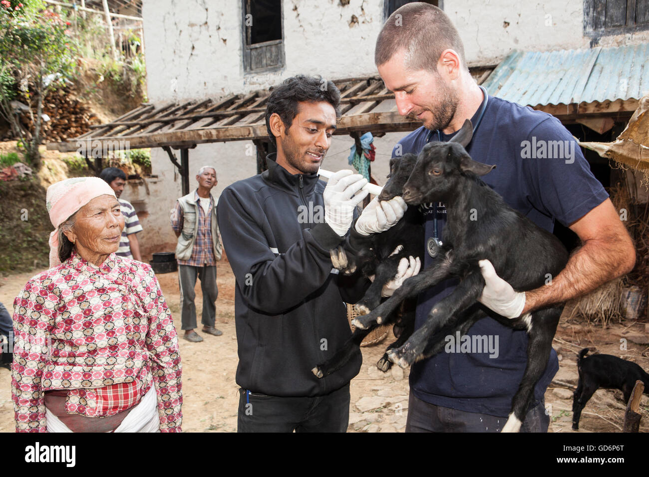World Vets International Aid  for Animals Team helping villagers to rescue and treat animals in Lele Village, 16 Kms from Patan. Nepal. Check ups, perparing and injecting medicines. They  Volunteer with World Vets to protect animals, aid in disaster relie Stock Photo