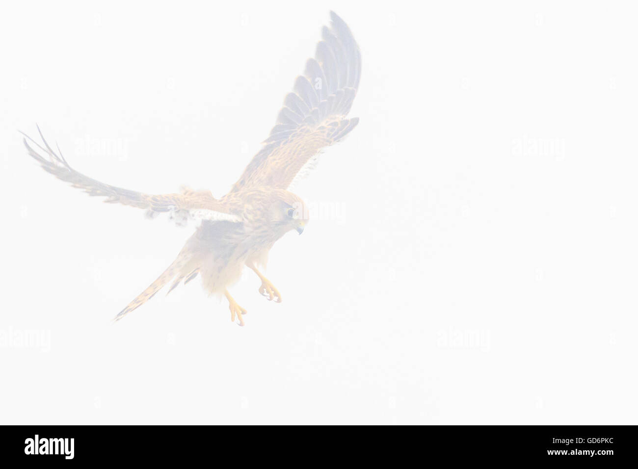 Common kestrel falco tinnunculus flying in the fog seen at eye level Stock Photo