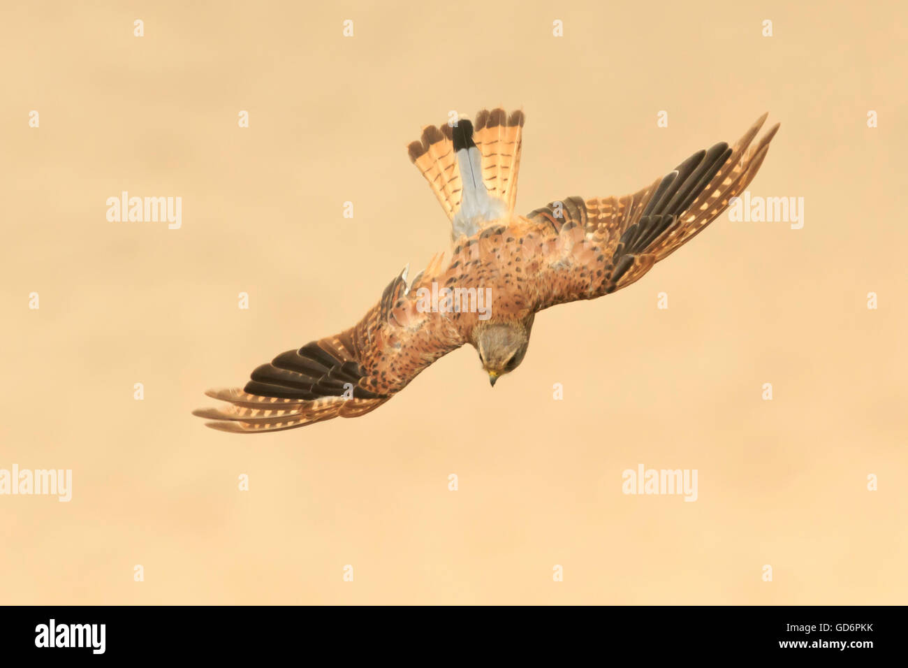 Male common kestrel Falco tinnunculus flying over the beach Nazare Portugal changing feathers seen from above the bird of prey Stock Photo