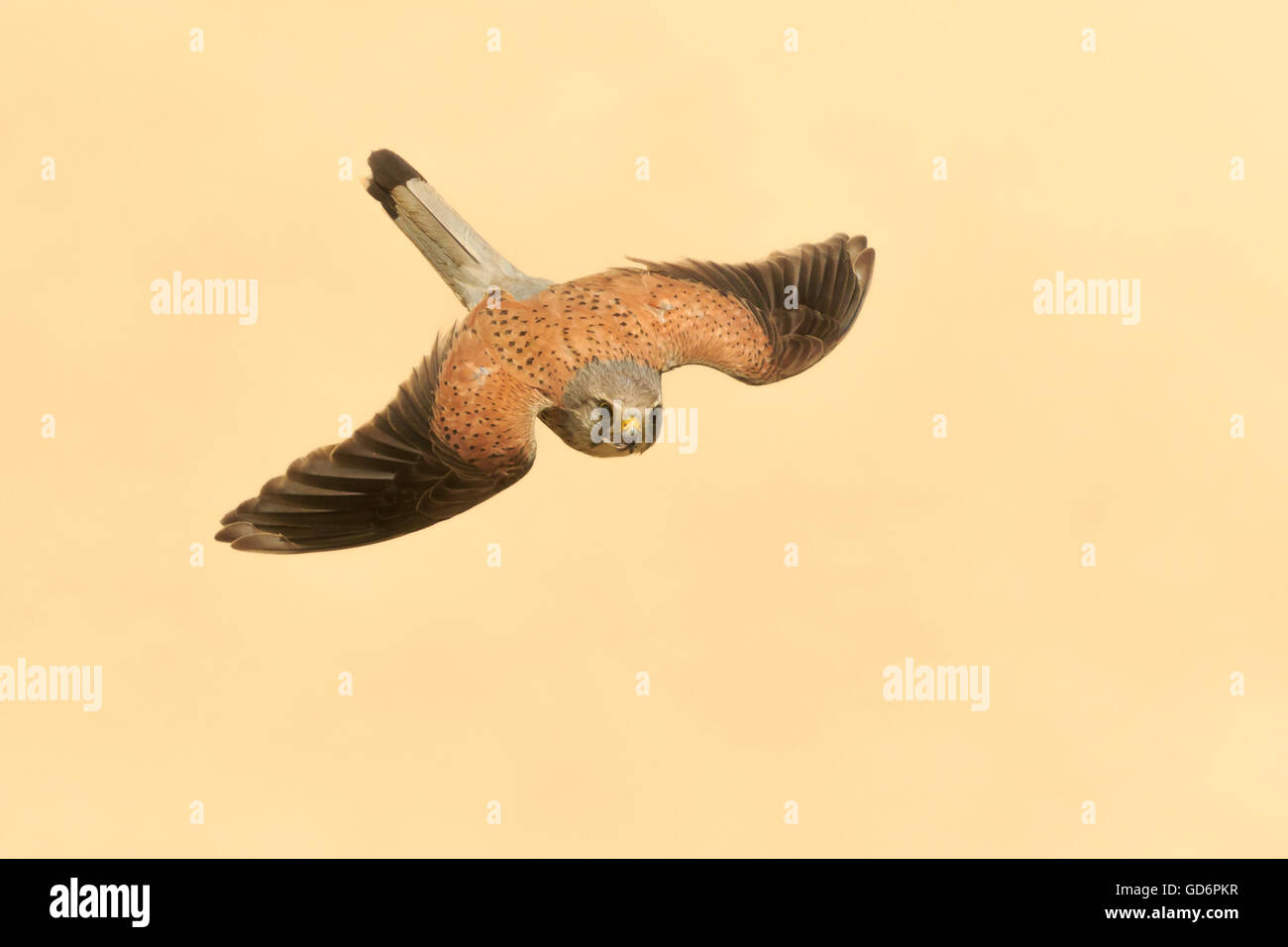 Male common kestrel Falco tinnunculus flying over the beach of Nazare, Portugal seen from above the bird of prey Stock Photo