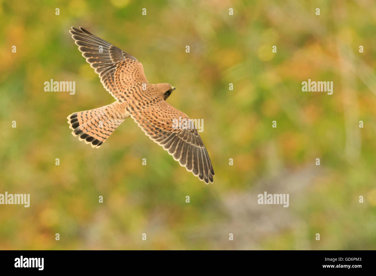 juvenile common kestrel Falco tinnunculus flying over colorful flowers at the beach seen from above the bird of prey Stock Photo