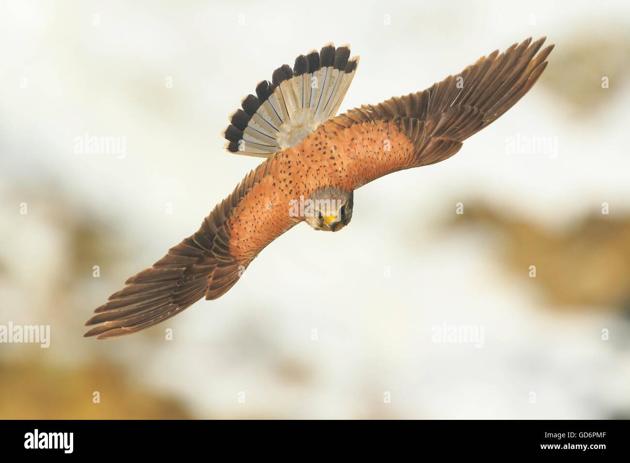 male Common kestrel Falco tinnunculus flying over the sea and rocks with wings open seen from above the bird of prey Stock Photo