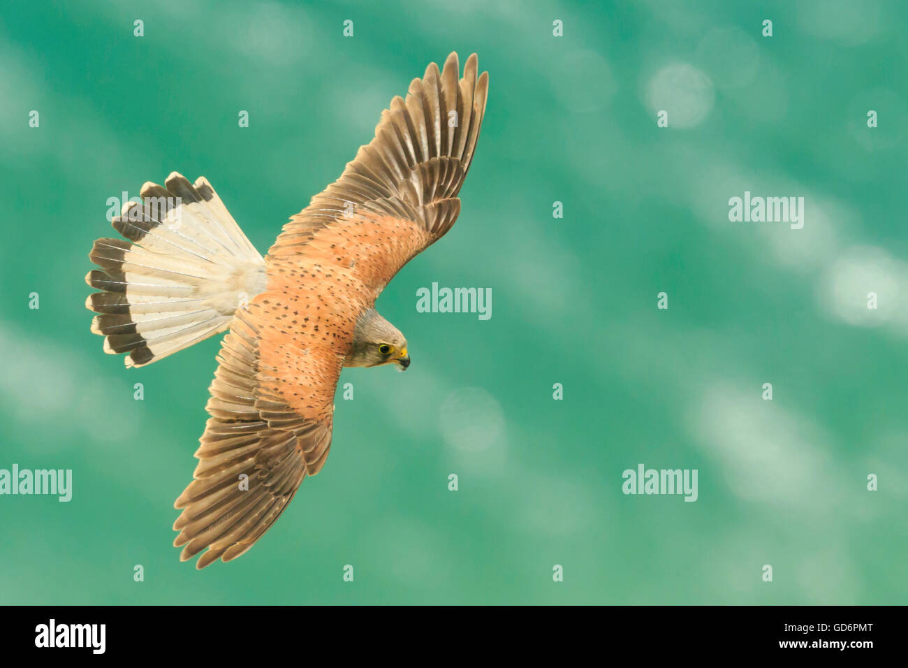 male Common kestrel Falco tinnunculus flying over the green sea with wings open seen from above the bird of prey Stock Photo