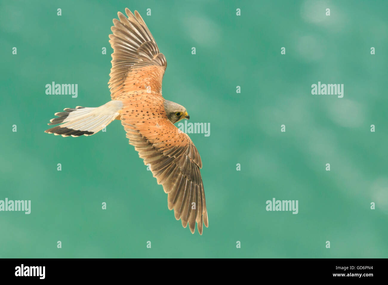 male Common kestrel Falco tinnunculus flying over the green sea with wings open seen from above the bird of prey Stock Photo