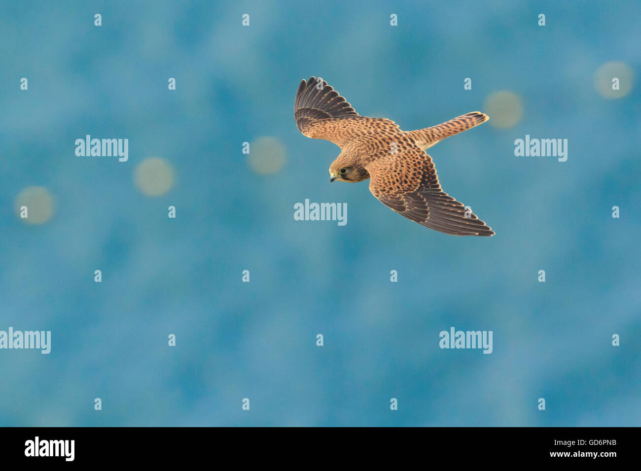 Common kestrel Falco tinnunculus flying over the sea with yellow floats on the background seen from above the bird of prey Stock Photo