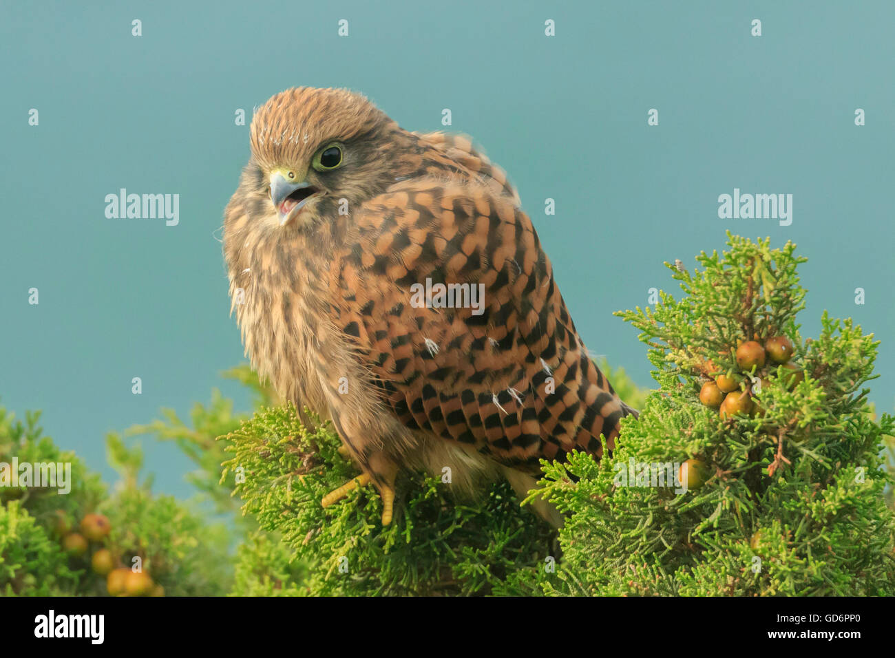 Common kestrel Falco tinnunculus juvenile perched on a bush with the blue sea seen at eye level Stock Photo