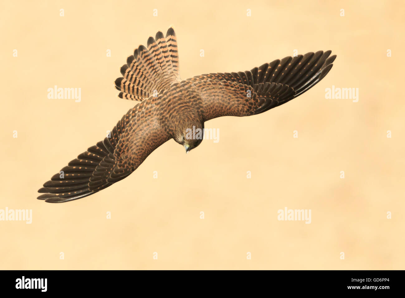 The common kestrel (Falco tinnunculus). Juvenile flying over the beach of Nazaré, Portugal seen from above the bird of prey Stock Photo
