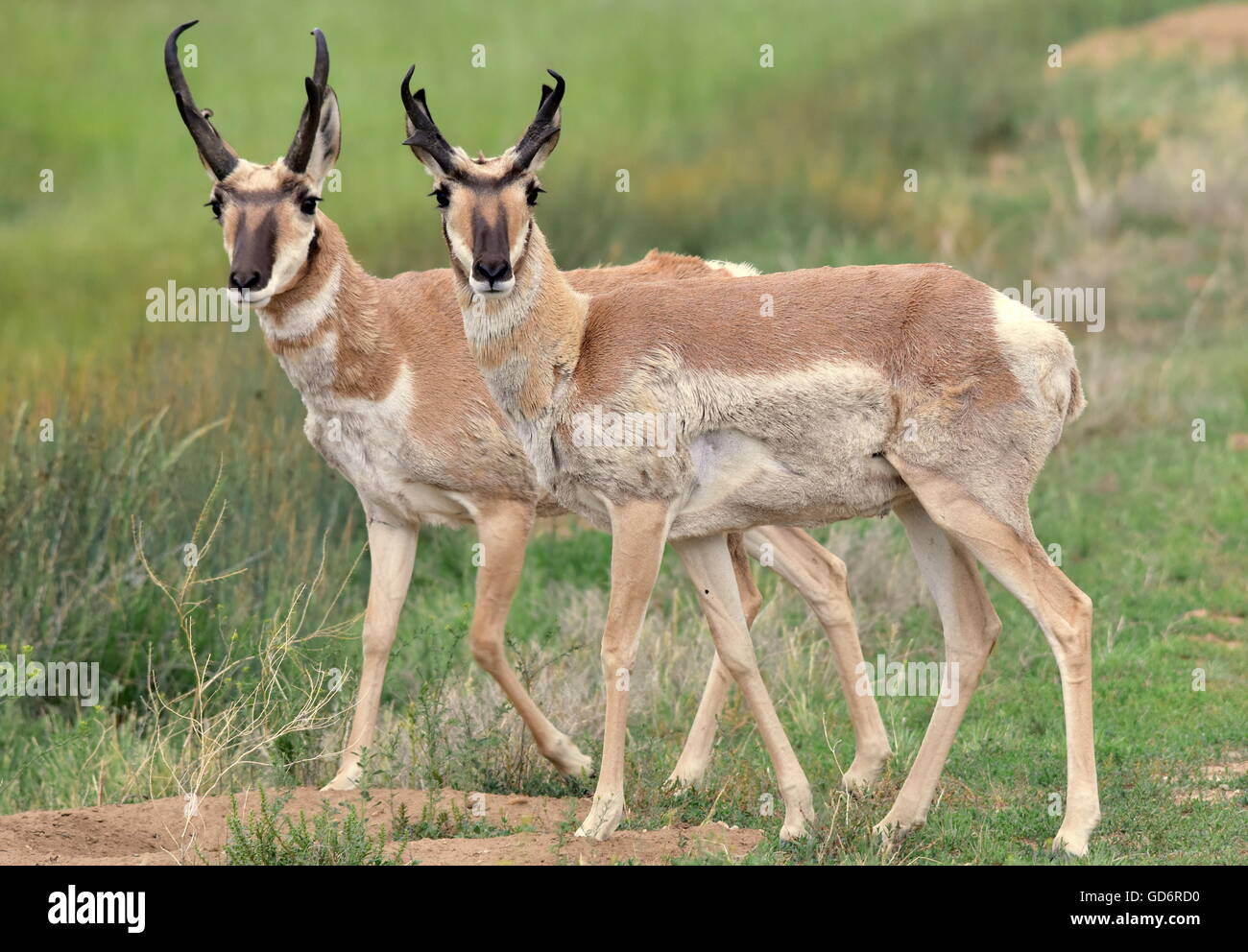 Pronghorns at Arapaho National Wildlife Refuge July 5, 2016 in Walden, Colorado. The deer-like Pronghorn is the sole surviving member of an ancient family dating back 20 million years and the only animal in the world with branched horns and to shed its horns, as if they were antlers. The Pronghorn is the fastest animal in the western hemisphere, running in 20-foot bounds at up to 60 miles per hour. Stock Photo