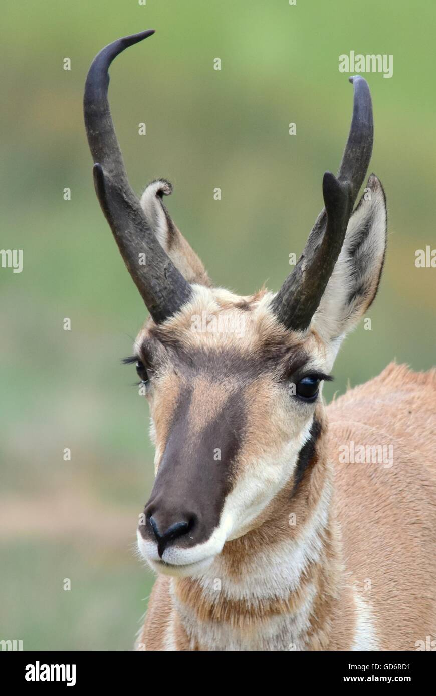A male pronghorn at Arapaho National Wildlife Refuge July 5, 2016 in Walden, Colorado. The deer-like Pronghorn is the sole surviving member of an ancient family dating back 20 million years and the only animal in the world with branched horns and to shed its horns, as if they were antlers. The Pronghorn is the fastest animal in the western hemisphere, running in 20-foot bounds at up to 60 miles per hour. Stock Photo