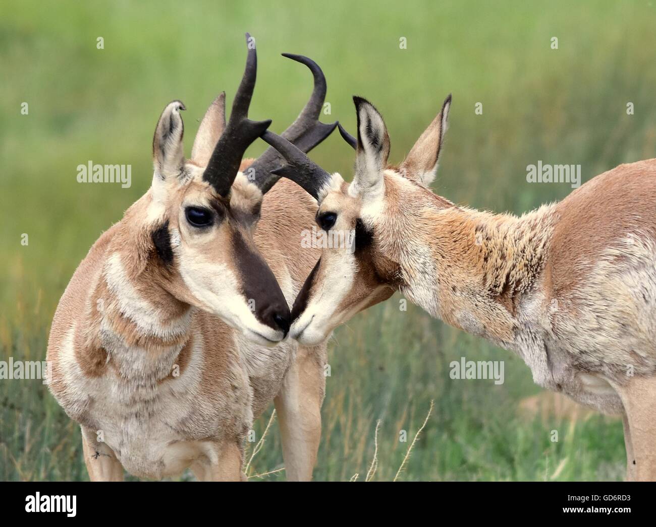 Male pronghorns engage in friendly sparing at Arapaho National Wildlife Refuge July 5, 2016 in Walden, Colorado. The deer-like Pronghorn is the sole surviving member of an ancient family dating back 20 million years and the only animal in the world with branched horns and to shed its horns, as if they were antlers. The Pronghorn is the fastest animal in the western hemisphere, running in 20-foot bounds at up to 60 miles per hour. Stock Photo