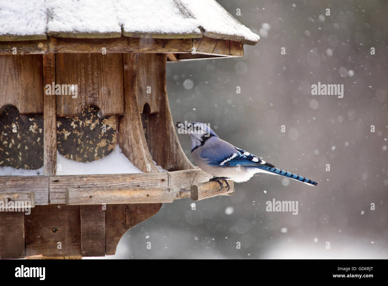Blue Jay At Bird Feeder Winter Snow Storm Canada Stock Photo