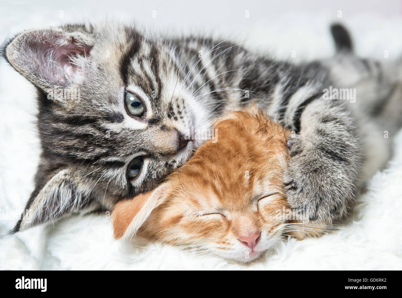 Two kittens cuddling Stock Photo