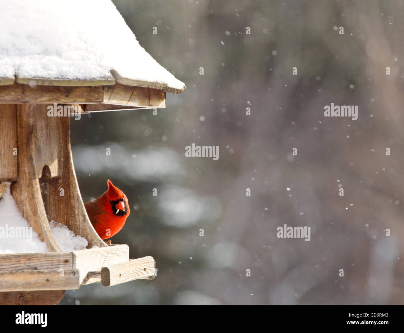 Cardinal At Bird Feeder Snow Storm Canada Male Red Stock Photo