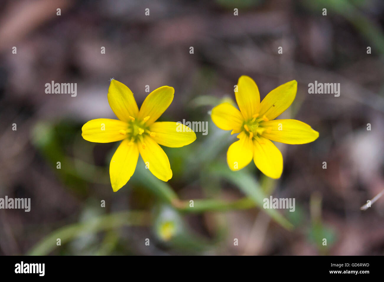 Two Yellow Flowers Stock Photo Alamy