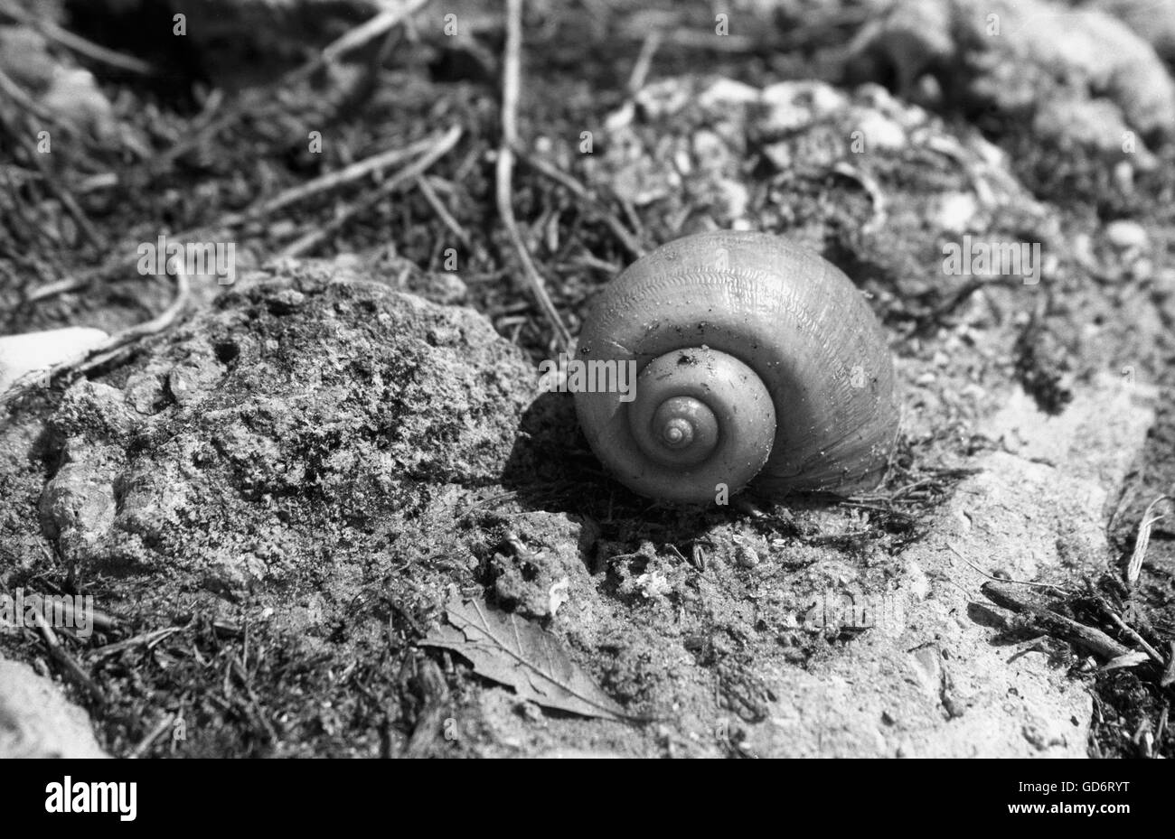 A close up study of a snail in its natural central Florida habitat. Stock Photo