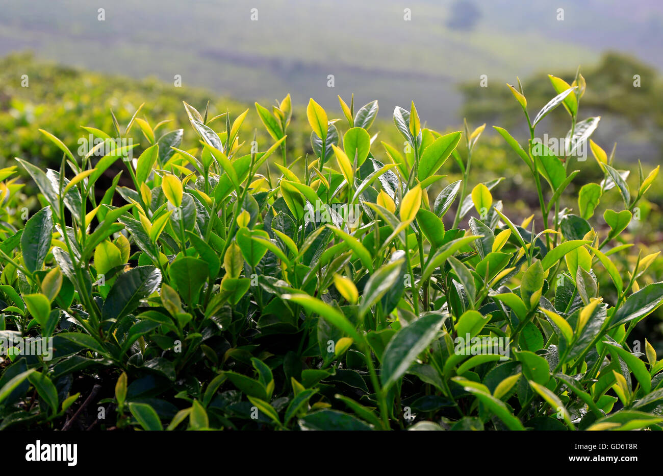 Click Dat Tea Cau Dat tea plantation, Da lat, Vietnam Stock Photo - Alamy