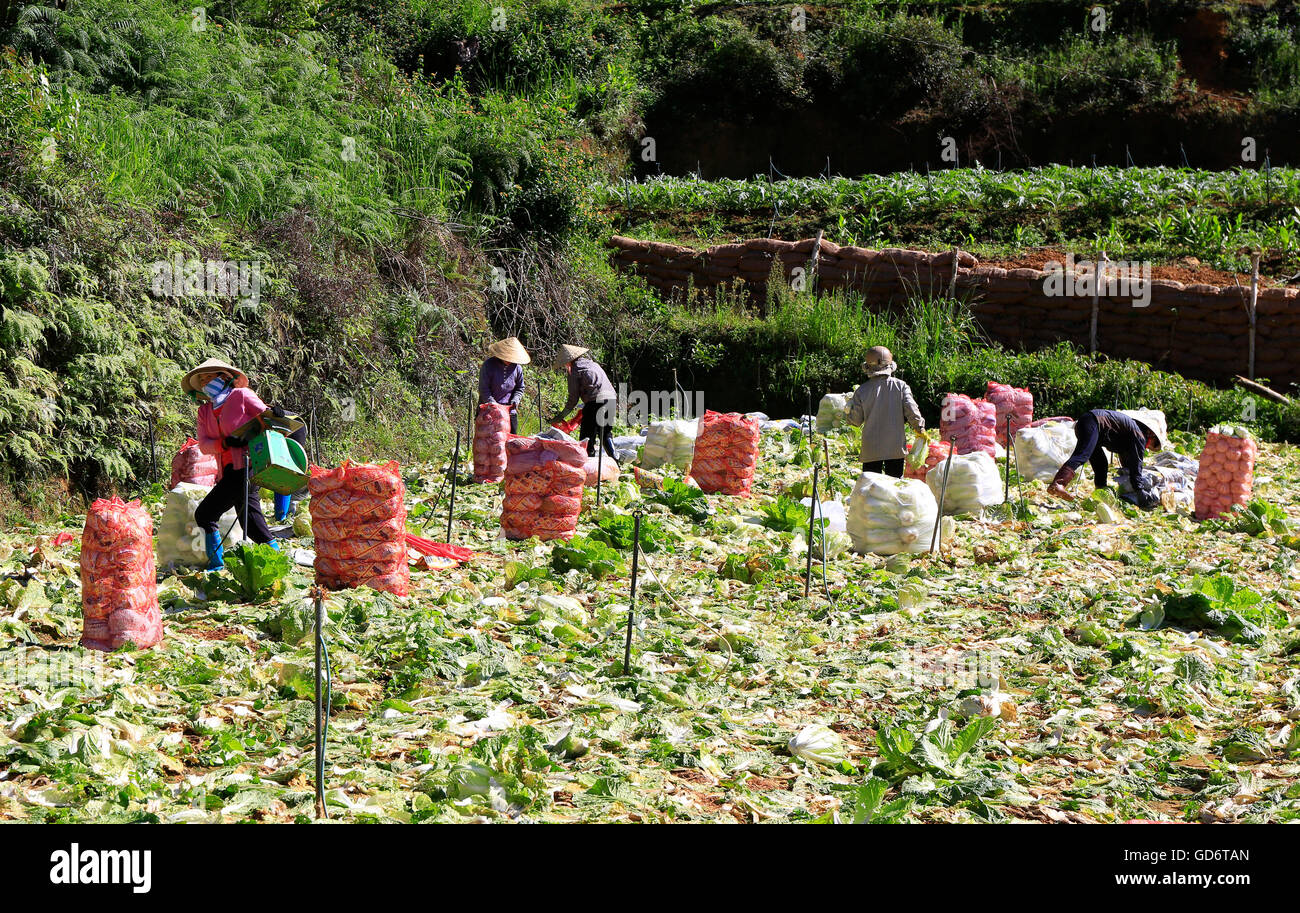 Farmer harvesting napa cabbage at vegetable garden in Vietnam Stock Photo