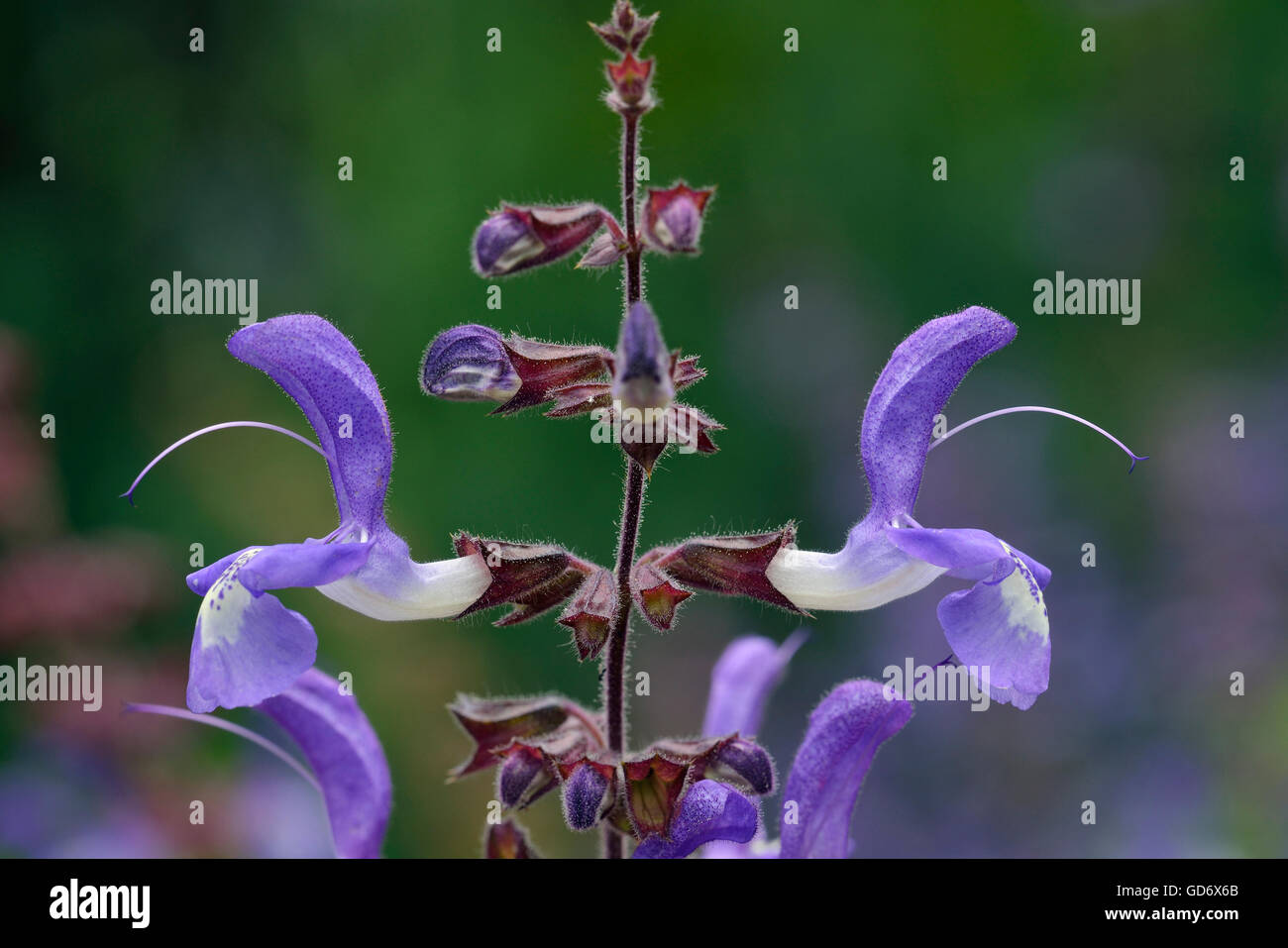 Indigo Woodland Sage - Salvia forsskaolei from Bulgaria, Greece and ...