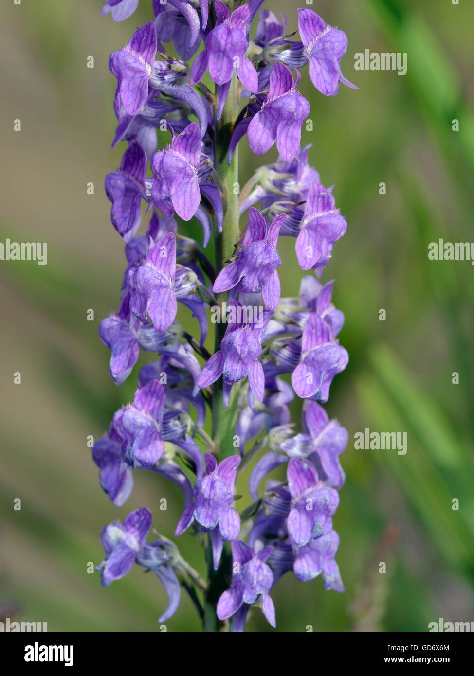 Purple Toadflax - Linaria purpurea Closeup of flower spike Stock Photo ...