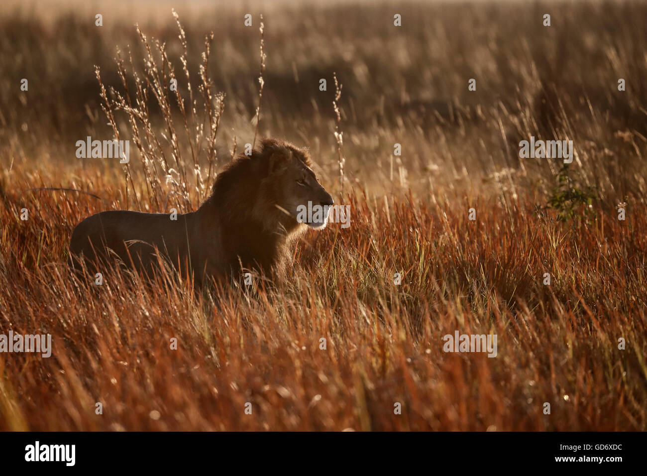 Dominant lion backlit, from Botswana, Okavango Delta Stock Photo