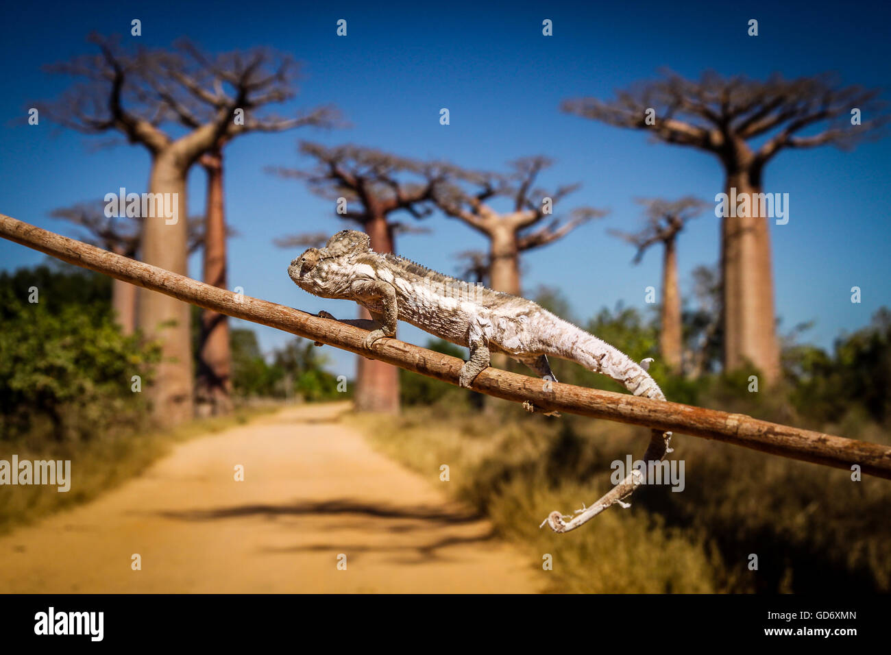 Small chameleon on a branch in Avenida de Baobab Stock Photo