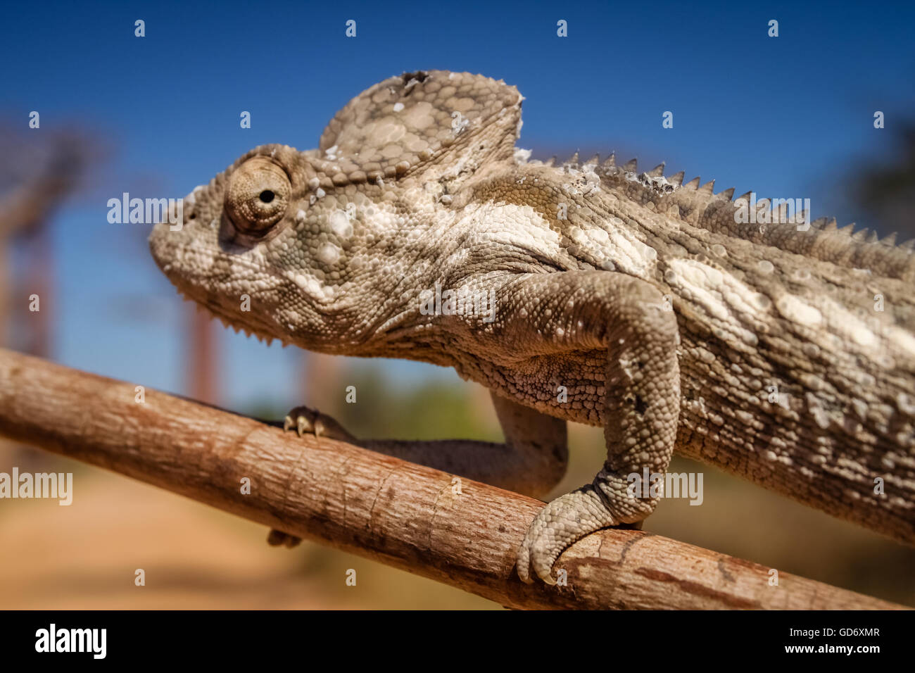 Small chameleon on a branch in Avenida de Baobab Stock Photo