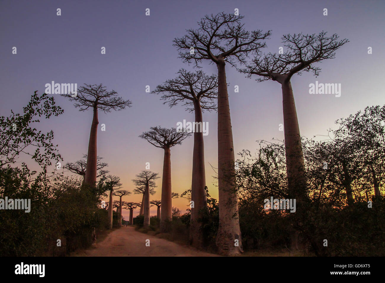 Sunset in the famous Avenida de Baobab near Morondava in Madagascar Stock Photo