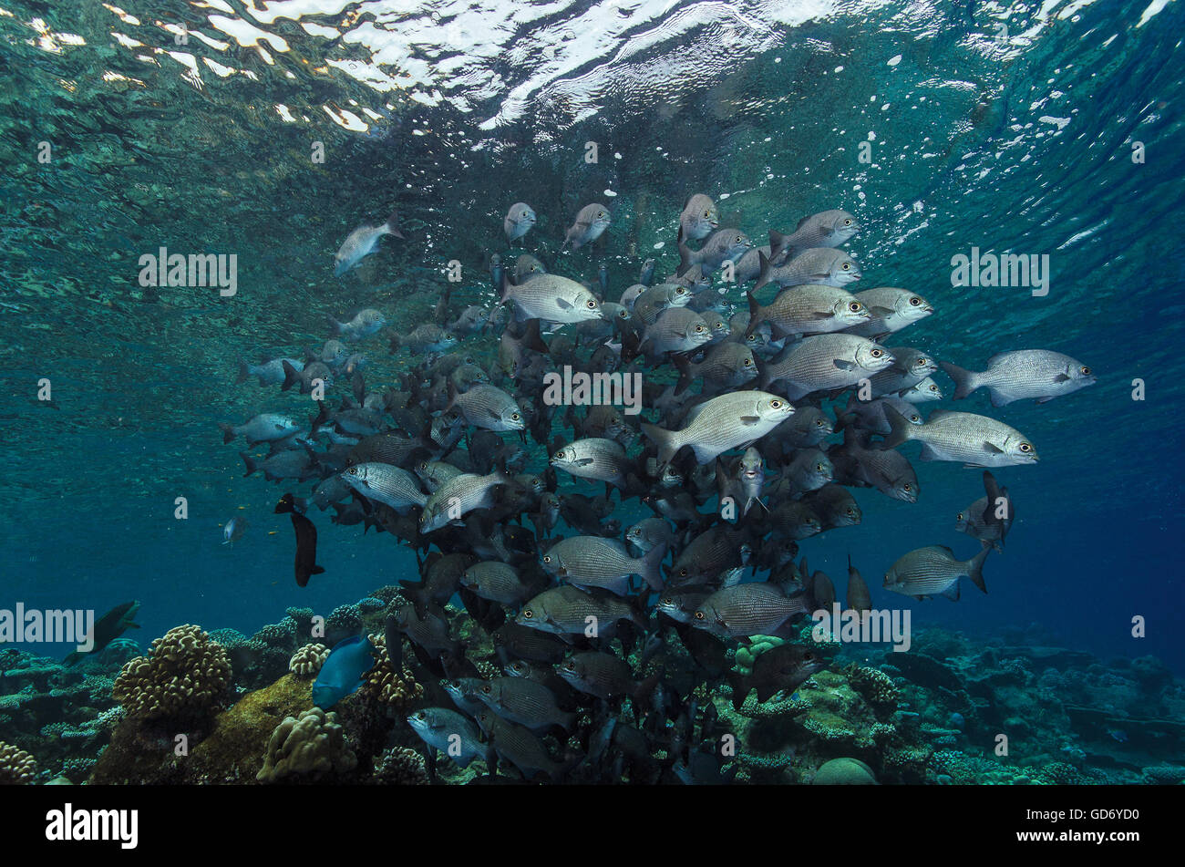 Shoal of Snubnose rudderfish, Kyphosus cinerascens, spawning on top of coral reef, Maldives, Indian Ocean Stock Photo