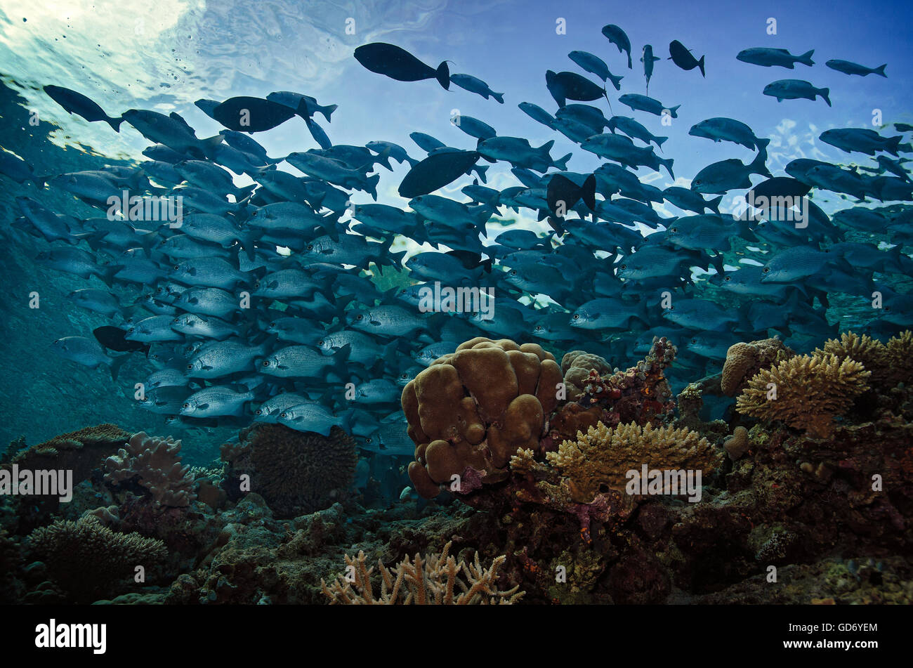 Shoal of Snubnose rudderfish, Kyphosus cinerascens, swimming over the top of a coral reef, Maldives, Indian Ocean Stock Photo