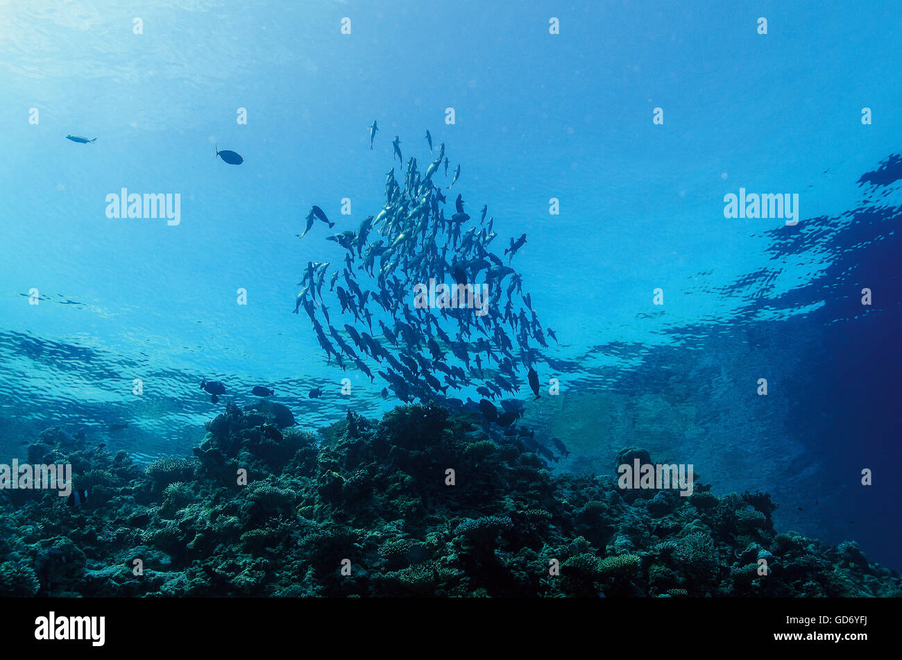 Shoal of Snubnose rudderfish, Kyphosus cinerascens, spawning on top of coral reef, Maldives, Indian Ocean Stock Photo
