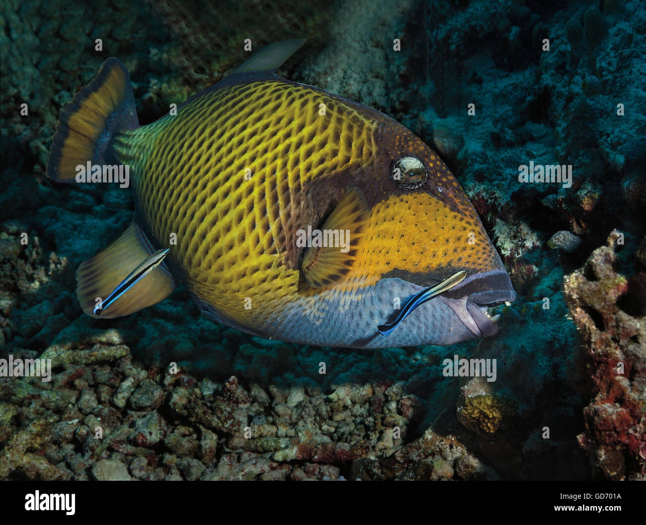 Cleaner Wrasse, Labroides dimidiatus, cleaning Titan Triggerfish, Balistoides viridescens, on coral reef, Maldives, Indian Ocean Stock Photo