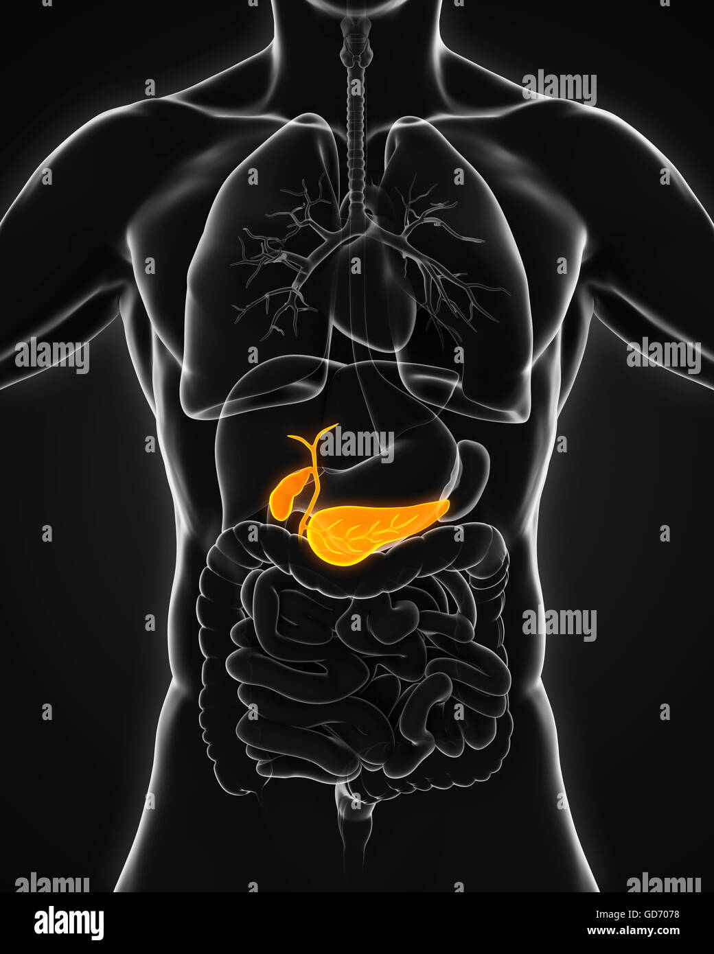 Human gallbladder anatomy hires stock photography and images Alamy