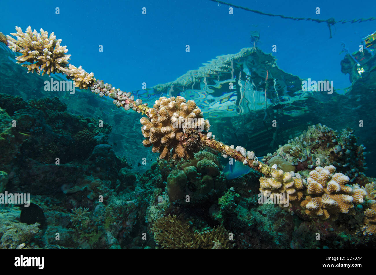 Underwater rope hi-res stock photography and images - Alamy