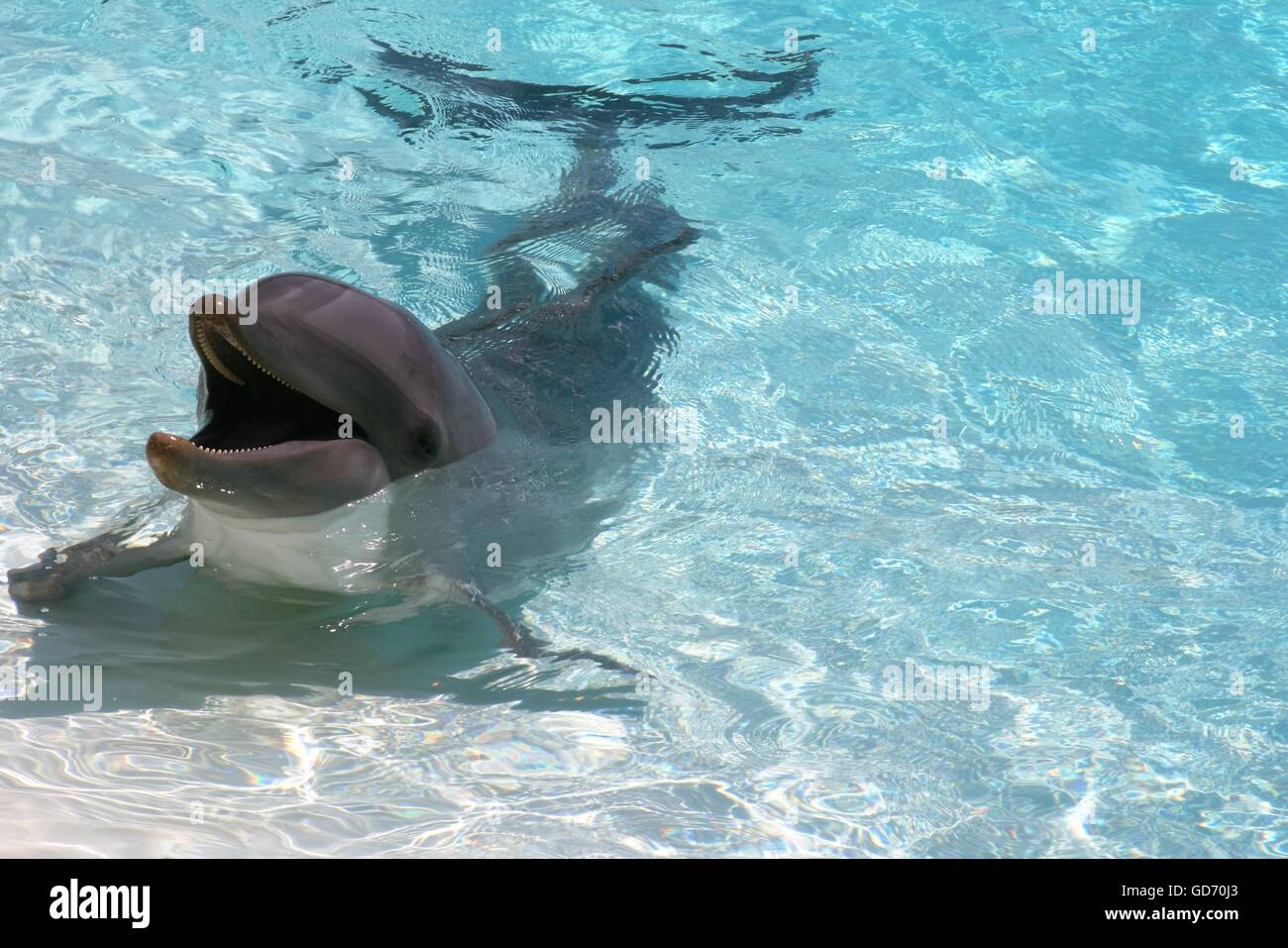 Dolphin with head out of water hires stock photography and images Alamy