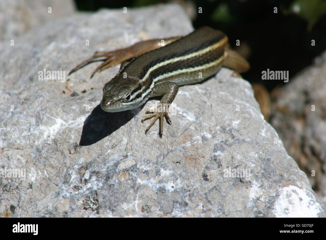 Psammodromus hispanicus, Spanish lizard Stock Photo Alamy