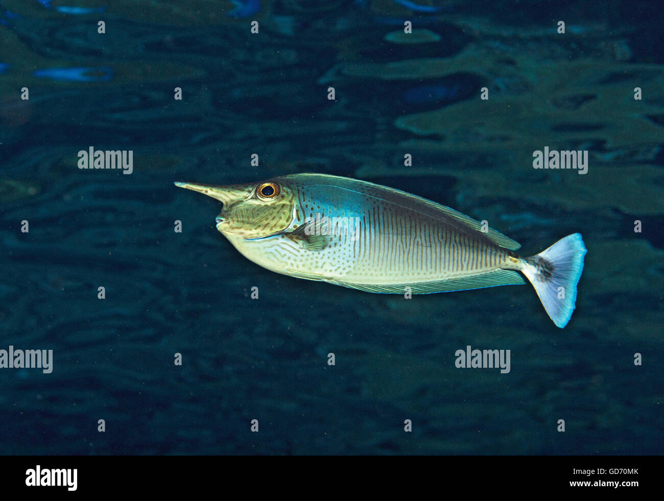 Palefin Unicornfish, Naso brevirostris, swimming in Indian Ocean, Maldives Stock Photo