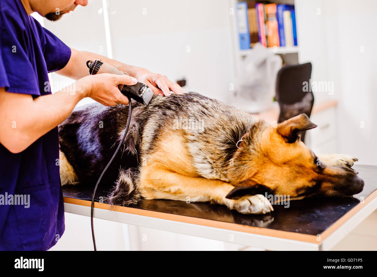 Veterinarian shaving German Shepherd dog before treatment Stock Photo