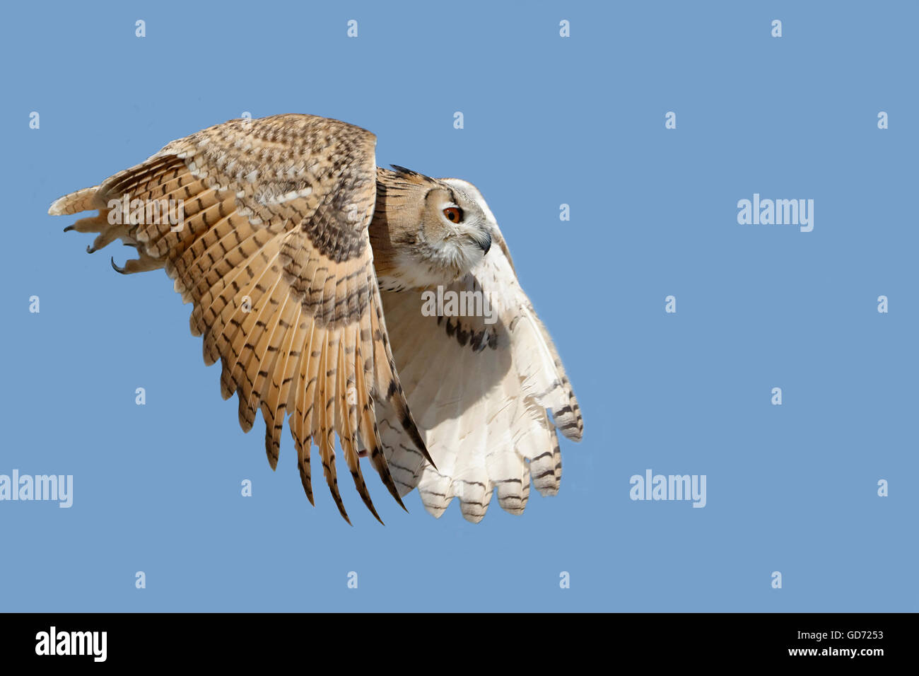 Siberian Uhu in Gaia Zoo, Netherlands Stock Photo